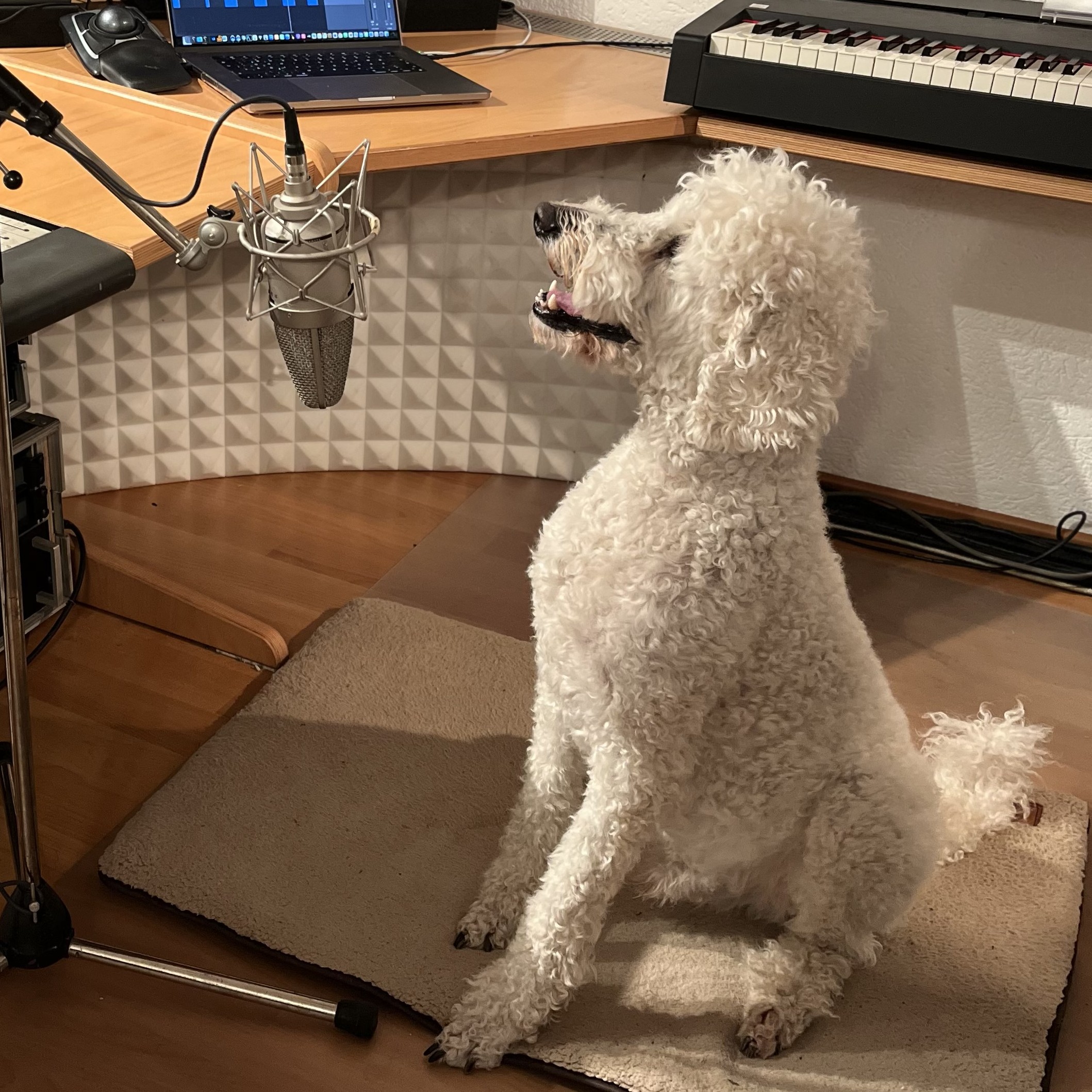 Voicari Newsletter