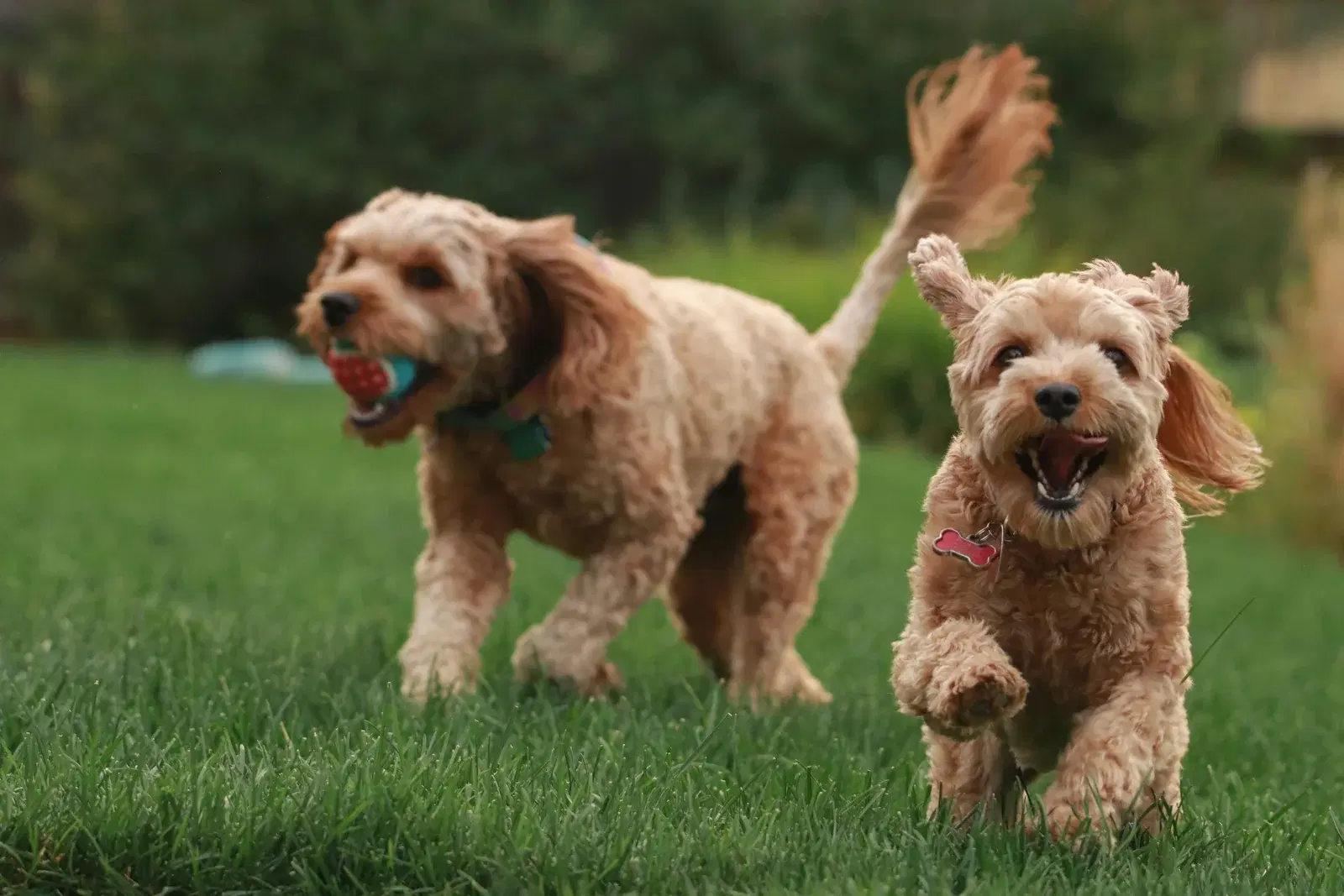 Ein Hund im Spielverbeugen mit tiefer Vorderfront und erhobenem Hinterteil, eine klar erkennbare emotionale Momentaufnahme