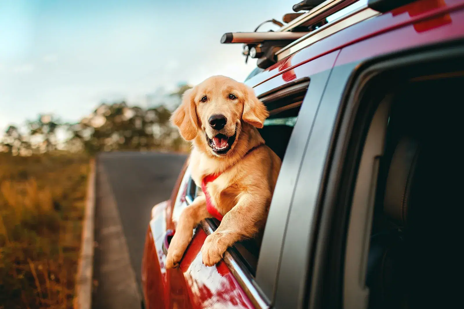 Mit Hund verreisen: Stress erkennen, bevor es  zu spät ist