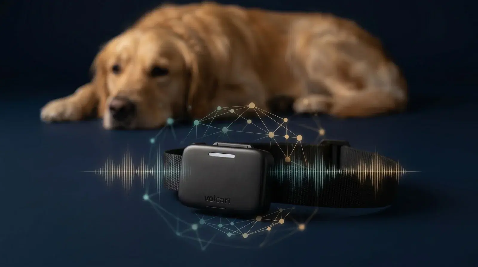 Wir können jetzt verstehen, was dein Hund fühlt, und haben das Patent dafür eingereicht