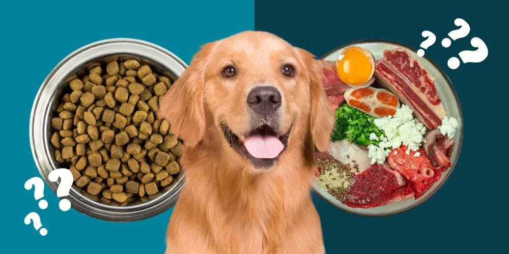 Golden Retriever zwischen einem Napf Trockenfutter und einem Teller mit frischen BARF-Zutaten