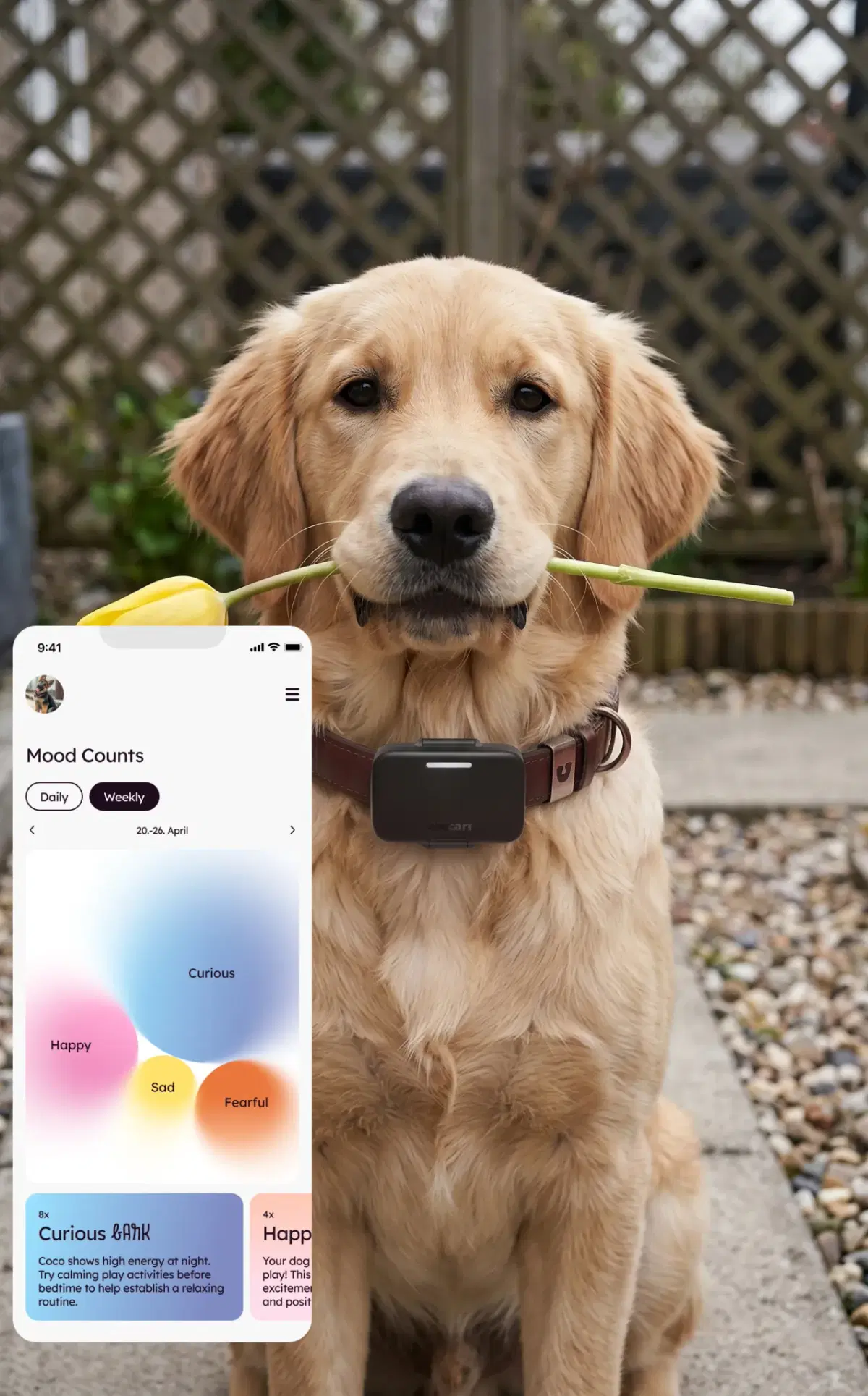 Jack Russell wearing the Voicari smart collar next to the Mood Counts breakdown in the app
