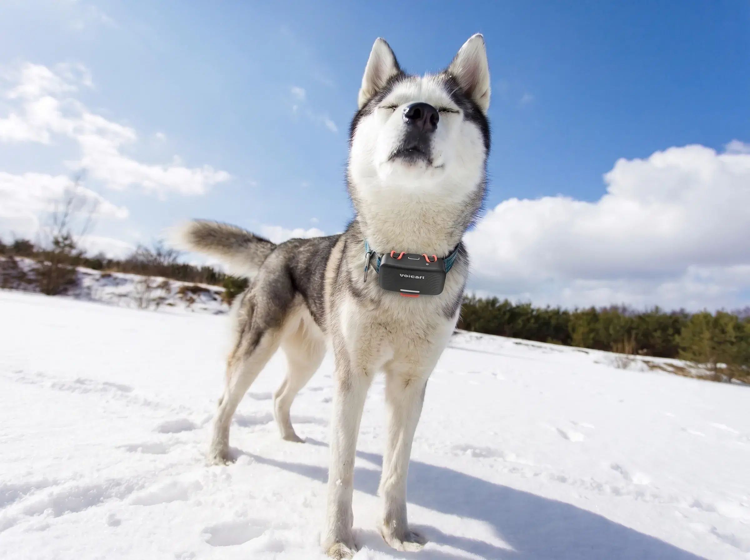 Dog wearing the Voicari smart device
